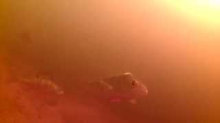 preview picture of video 'Curious European Perch close up in Bure river'