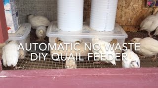 How to Make a No Waste Automatic Quail Feeder 2.0