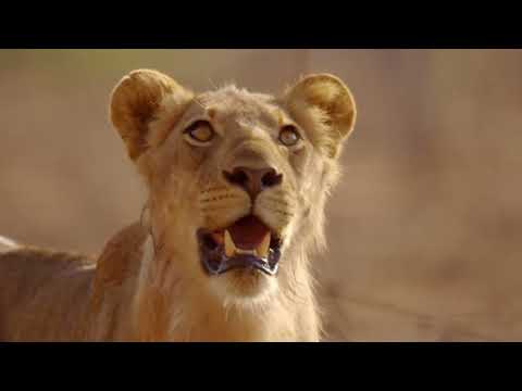 Africas Hunters - Kings of Nsefu