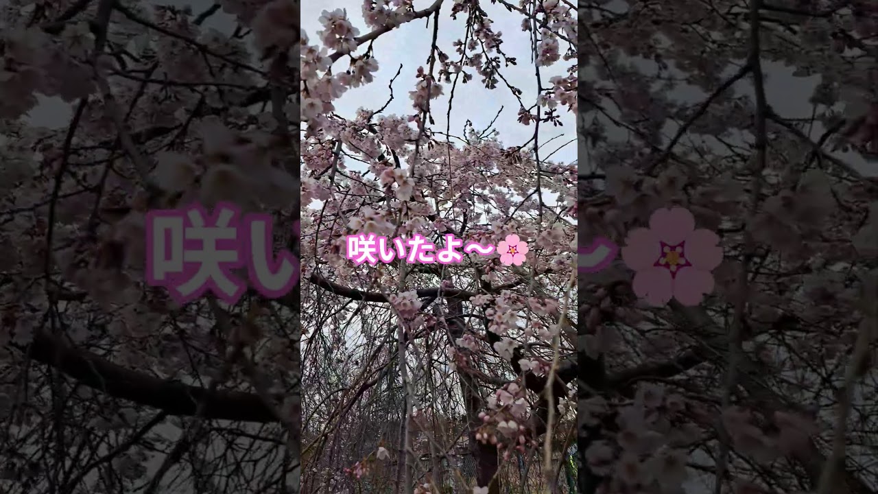 #桜【🌸🌸🌸】#shorts