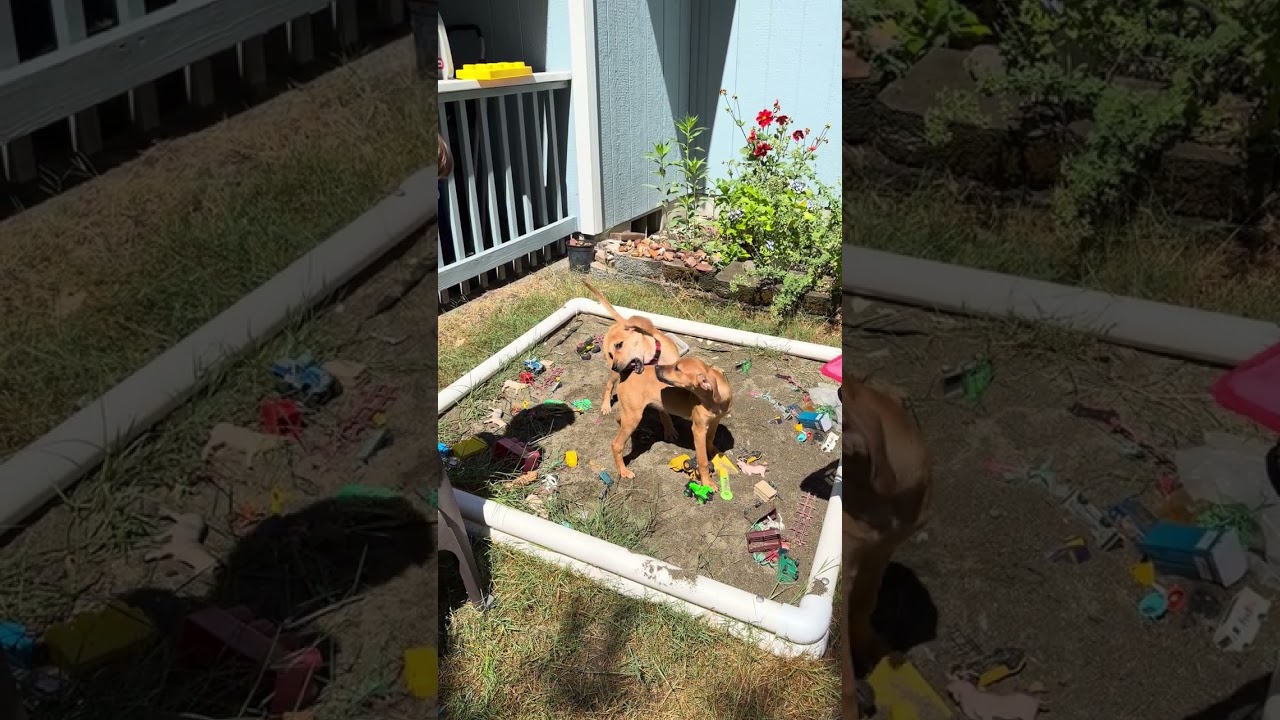 Odette, an adoptable mixed breed in Olympia, WA video 5/6
