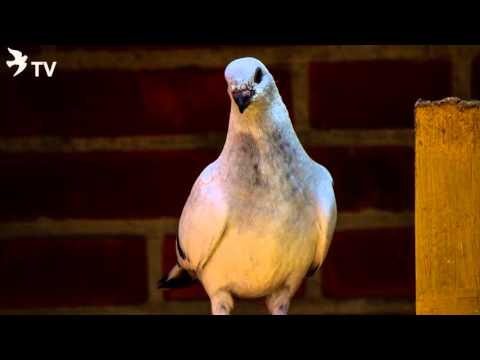 Damascener (Diashow) von Horst Tank (Rassetauben)