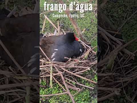 SHORT Praia do Campeche   Fauna Silvestre