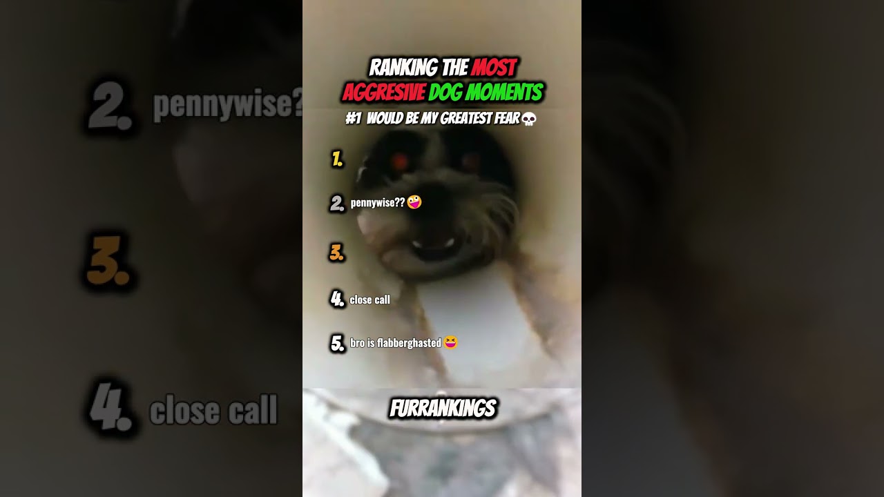 Ranking Most Aggressive Dog Moments