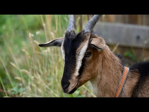 AGROBIZNIS - Farma koza, uzgoj lekovitog bilja, pčelinjak u martu