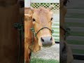 Cow Sound