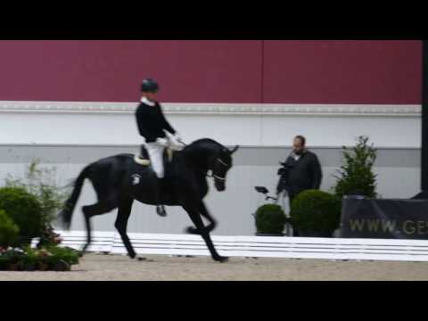 D’Egalité (v. Don Juan de Hus-Stedinger-Rohdiamant) Hengstschau Bon Homme 2017