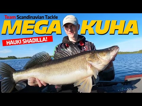 Miten saadaan isoja kuhia hauki shadilla? | Team Scandinavian Tackle