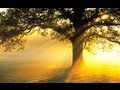 GROOVIN(YOUNG RASCALS)-THE STELLAR OWLS ...