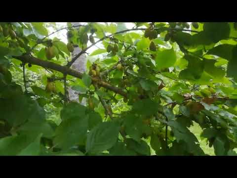 unser essbarer Waldgarten nach Permakultur Prinzipien im Juli 2022