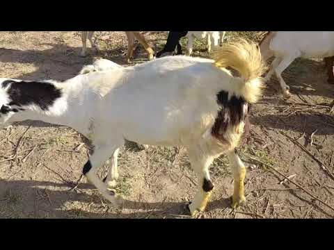 Dog security in my goats