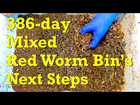 Brainstorming what's next steps for 386-day mixed red worm bin - vermicompost