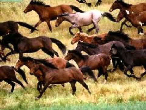 Peter Laughner - Wild Horses