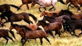 Peter Laughner - Wild Horses
