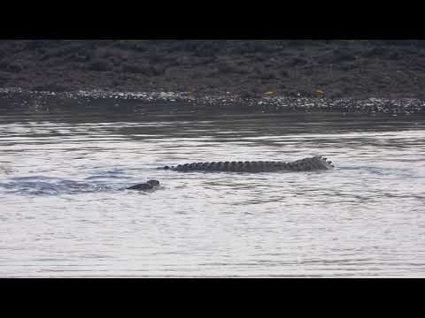 Otters Narrowly Escape Brush with Crocodile