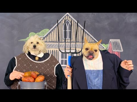 Whole Earth Farms Dog Food | Chewy