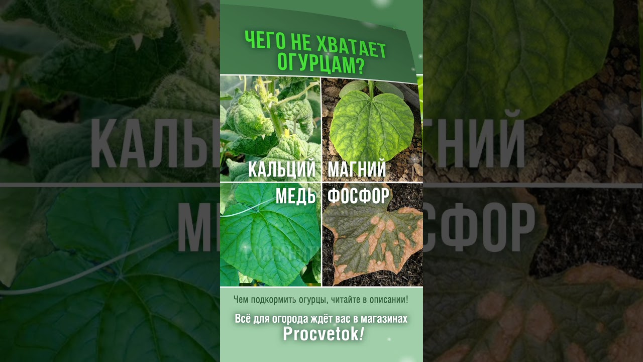 Увидели на огурцах такие листья? Растения нуждаются в подкормке! Как устранить дефицит важных элементов? Сохраняйте в закладки!