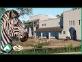 Blue Wildebeest Zebra Habitat Elm Hill City Zoo Planet Zoo