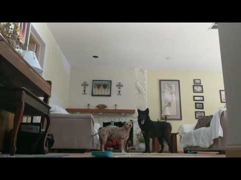 If you give a wolfdog a tennis ball... - YouTube