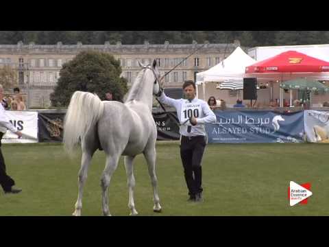 N.100 ECHO ADONIS - Chantilly 2015 ABCE - Stallions 5 years old and above (Class 10)