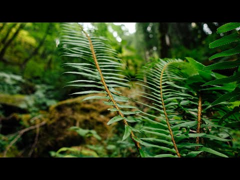 Hiking eagle creek trail into Washington (Episode 20 of our PCT thru hike)