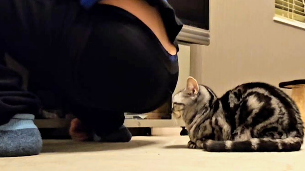 GIANTS vs Yankees(funny)