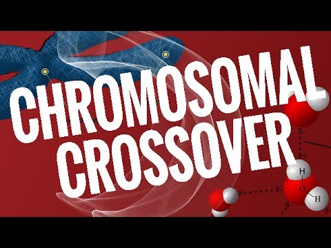 Crossing Over Meiosis Definition Overview Expii Crossing Over Meiosis Definition Overview Expii