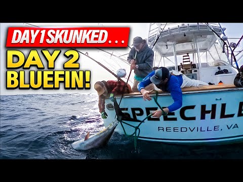 Questo tonno rosso ha salvato la nostra stagione dopo enormi perdite finanziarie!