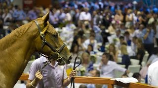 preview picture of video '2015 Gold Coast March Yearling Sale Day 2'