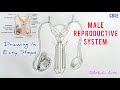 How to draw male reproductive system in easy steps| cbse 12th Biology | NCERT class 12 | science