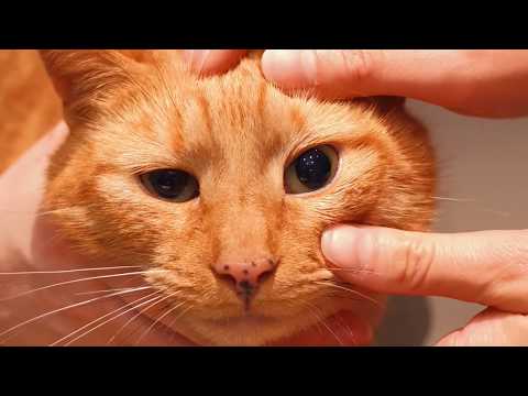 Four signs of pain in the eye of a cat