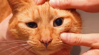 Four signs of pain in the eye of a cat