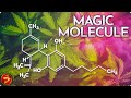 Is CBD The Miracle Cure Or Just A Trend MAGIC MOLECULE The Truth Behind The Hype