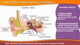 Urechea, organ al auzului si al echilibrului.