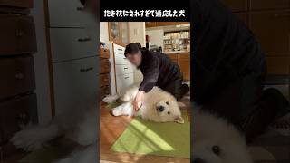 抱き枕にされすぎて適応した愛犬　#greatpyrenees #大型犬のいる生活 #大型犬と暮らす #大型犬 #グレートピレニーズ #癒し #愛犬 #犬のいる生活 #puppy