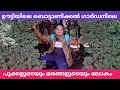 Botanical Garden Ooty Malayalam Vlog Ooty Explore