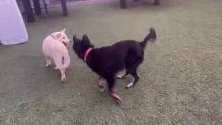 Video preview image #1 Australian Shepherd-Unknown Mix Puppy For Sale in Escondido, CA, USA