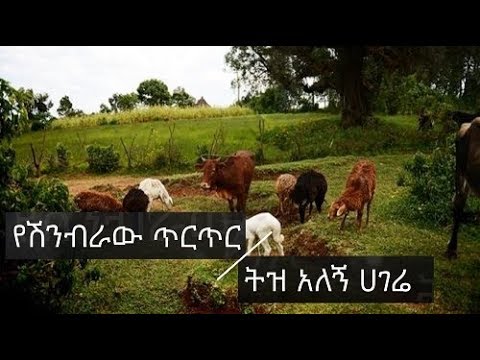 Ethiopian music (Amharic): Getamesay Abebe: Yeshinbraw Tirtir (Tiz Alegn) / የሽንብራው ጥርጥር (ትዝ አለኝ)