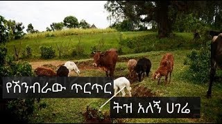 Ethiopian music (Amharic): Getamesay Abebe: Yeshin