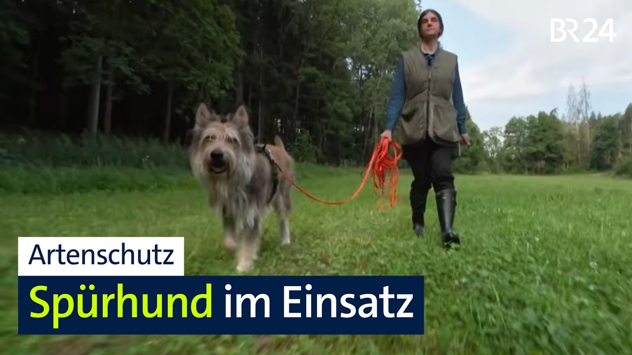 Artenspürhund im Einsatz: Schnüffeln für den Naturschutz | Abendschau | BR24
