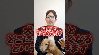 犬と暮らしてもどこにでも行けます#子犬 #いぬのいる生活 #犬のいる生活 #神戸市 #神戸