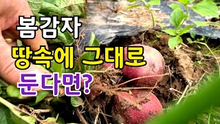 봄감자 캐지않고 그대로 두면 어떻게 될까요