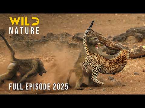 LUANGWA UNVEILED | Deep in the Valley of Hunters #naturedocumentaries | Wild Nature