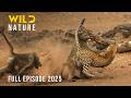 LUANGWA UNVEILED Deep In The Valley Of Hunters Naturedocumentaries Wild Nature