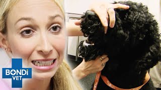 Dog Is Stuck With Mouth Open as Jaw Slipped Out Of Place 😵 | Bondi Vet Clips | Bondi Vet