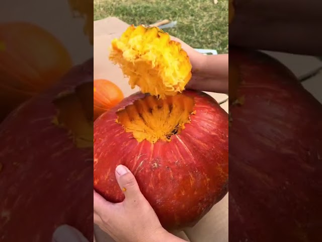 Vídeo relacionado con HAUSHOF Kit de Tallado de Calabazas Halloween, 5 Piezas Pumpkin Carving Kit de Acero Inoxidable con Bolsa de Almacenamiento y 10 Plantillas para Decoración de Calabaza