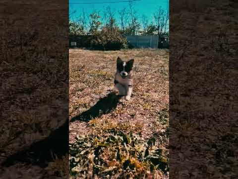 Perros Pastor Australiano en venta