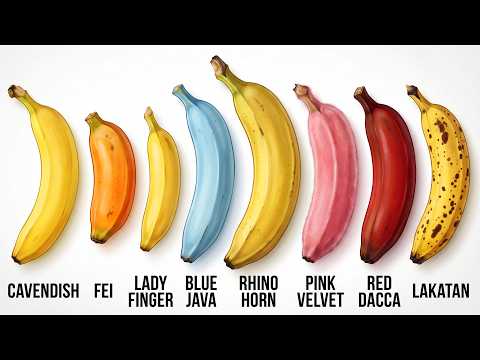 Every Banana Explained