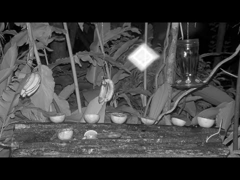 That's Not A UFO Or A Ghost, It's A Spider On The Panama Fruit Feeder – May 4, 2021