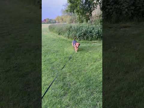 THURSDAY STROLL WITH AZRA #dogs #dogshorts #fun #shorts